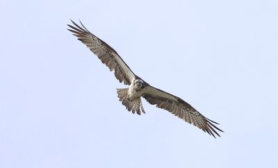 Visarend (Western Osprey)