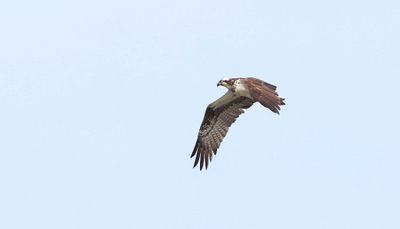 Visarend (Western Osprey)