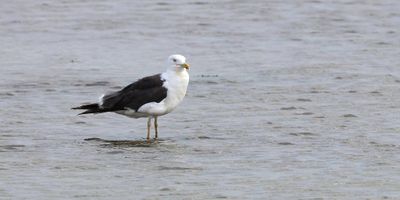 Kleine Mantelmeeuw (Lesser Black-backed Gull)