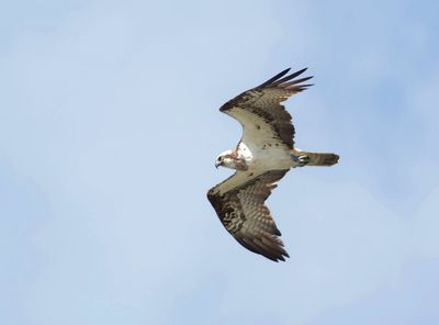 Visarend (Western Osprey)