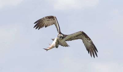 Visarend (Western Osprey)