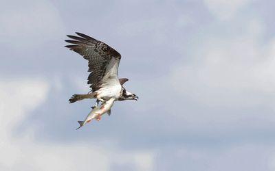 Visarend (Western Osprey)