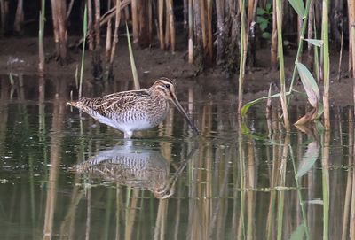 Watersnip (Common Snipe)
