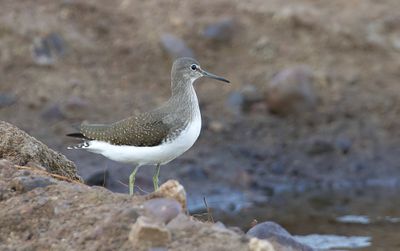 Witgat (Green Sandpiper)