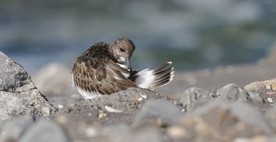 Steenloper (Ruddy Turnstone)
