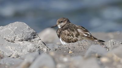 Steenloper (Ruddy Turnstone)