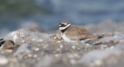 Bontbekplevier (Common Ringed Plover)