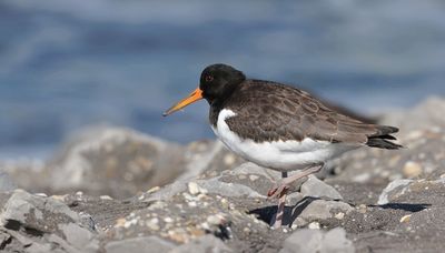 Scholekster (Eurasian Oystercatcher)