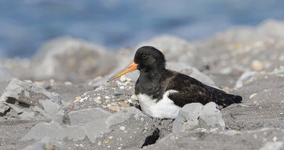 Scholekster (Eurasian Oystercatcher)