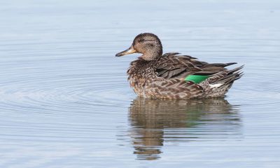 Wintertaling (Eurasian Teal)