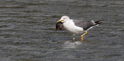 Kleine Mantelmeeuw (Lesser Black-backed Gull)