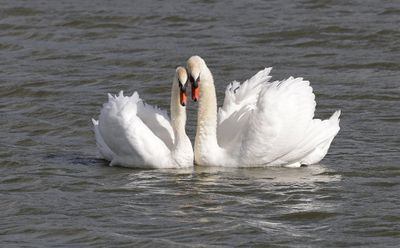 Knobbelzwaan (Mute Swan)
