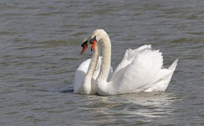 Knobbelzwaan (Mute Swan)