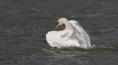 Knobbelzwaan (Mute Swan)