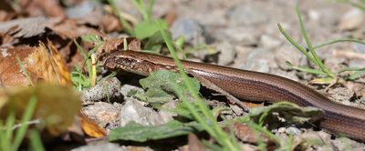 Hazelworm (Common Slow Worm)
