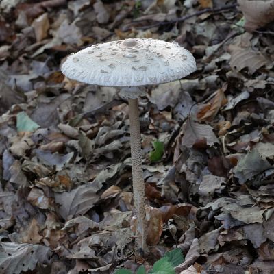 Grote Parasolzwam