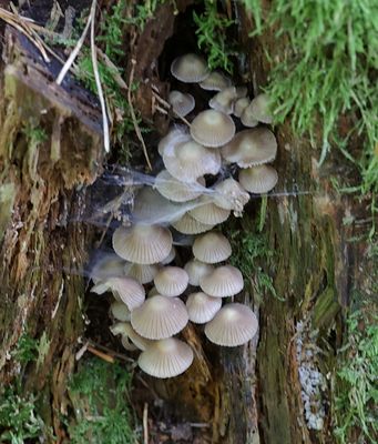 Bundelmycena