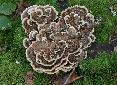Gewoon Elfenbankje (Trametes versicolor)