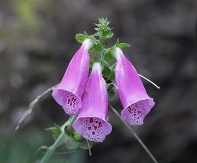 Gewoon Vingerhoedskruid (Digitalis purpurea)