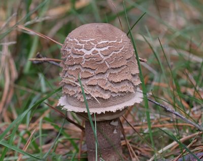 Grote Parasolzwam