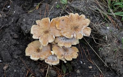 Bleekgele bundelzwam 