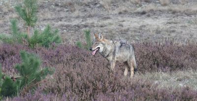 Wolf (Canis lupus) - Grey Wolf