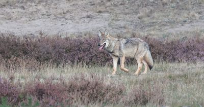 Wolf (Canis lupus) - Grey Wolf