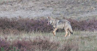 Wolf (Canis lupus) - Grey Wolf