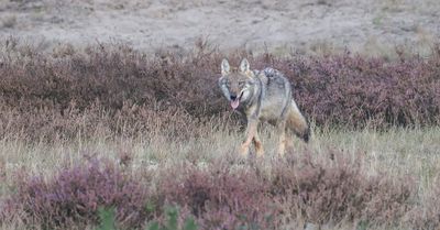 Wolf (Canis lupus) - Grey Wolf
