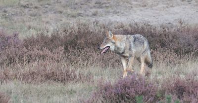 Wolf (Canis lupus) - Grey Wolf