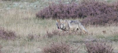 Wolf (Canis lupus) - Grey Wolf