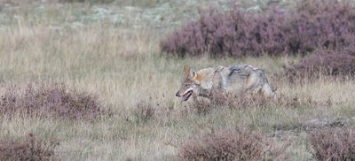 Wolf (Canis lupus) - Grey Wolf