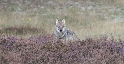 Wolf (Canis lupus) - Grey Wolf