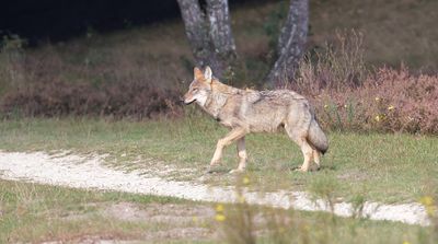 Wolf (Canis lupus) - Grey Wolf