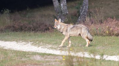 Wolf (Canis lupus) - Grey Wolf