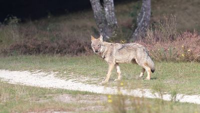 Wolf (Canis lupus) - Grey Wolf