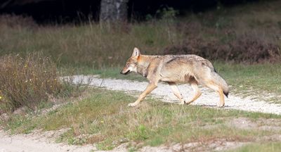 Wolf (Canis lupus) - Grey Wolf