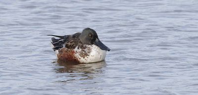 Slobeend (Northern Shoveler)