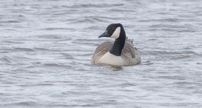Canadese Gans (Canada Goose)