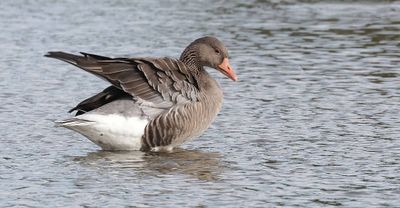 Grauwe Gans (Greylag Goose)