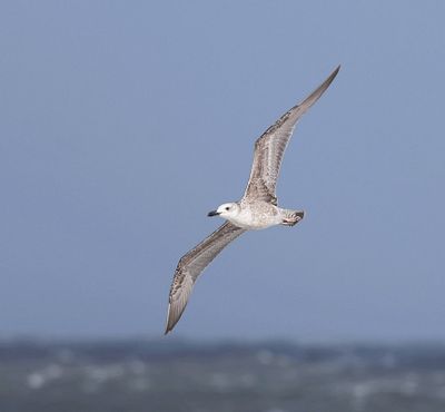 Pontische Meeuw (Caspian Gull)