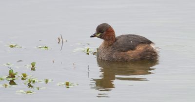 Dodaars (Little Grebe)