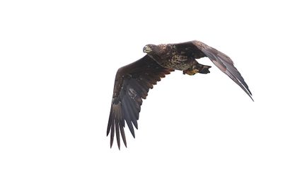Zeearend (White-tailed Eagle)