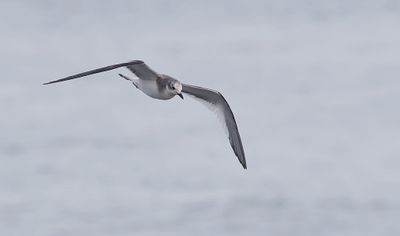 Vorkstaartmeeuw (Sabine's Gull)