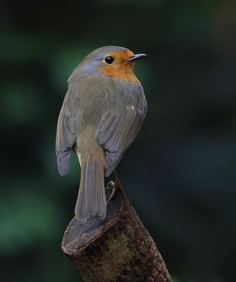 Roodborst (European Robin)