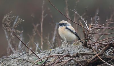 Woestijntapuit (Desert Wheatear)