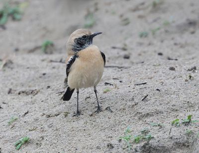 Woestijntapuit (Desert Wheatear)