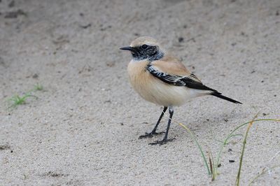 Woestijntapuit (Desert Wheatear)