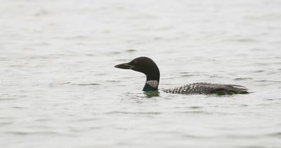 IJsduiker (Great Northern Diver)
