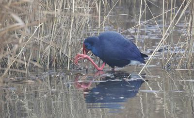 Purperkoet (Western Swamphen)